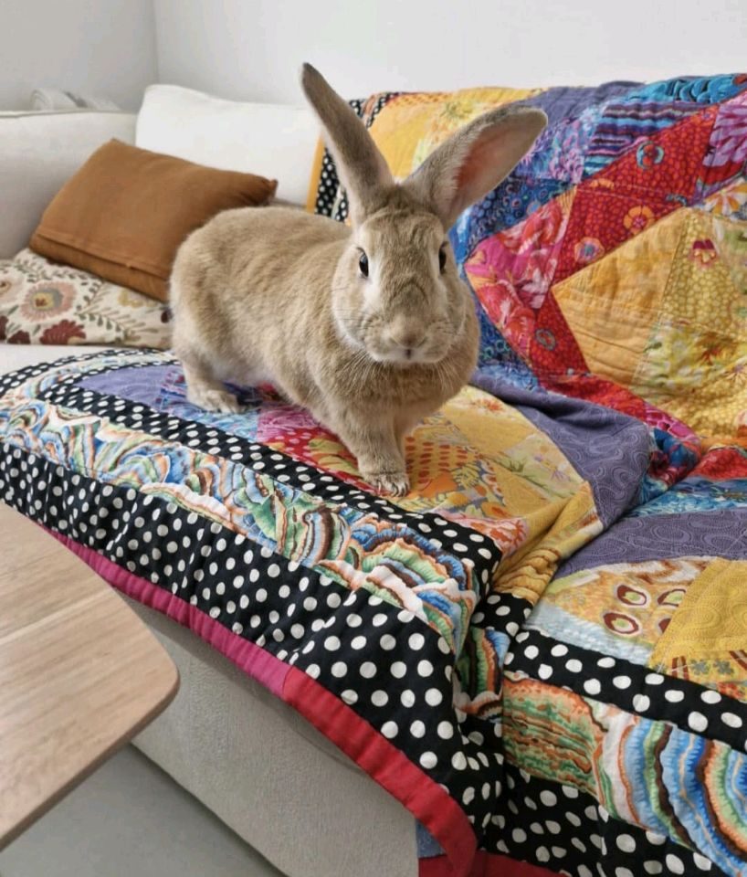 Pets cared for at home in Dubai