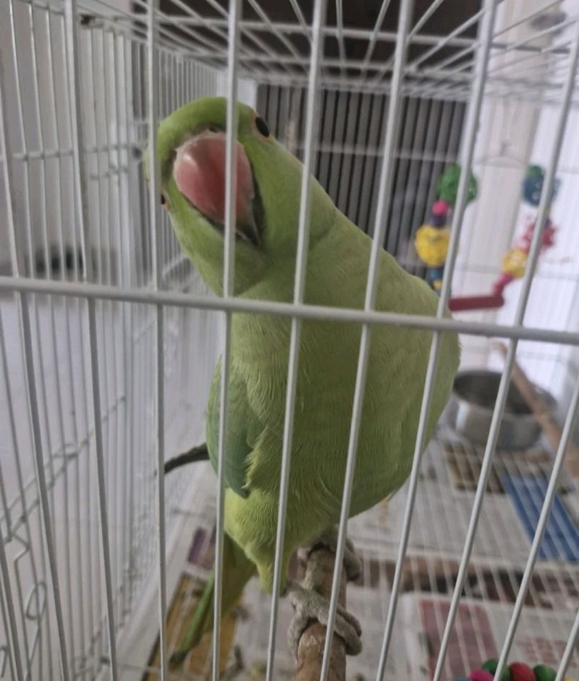 Pets cared for at home in Dubai